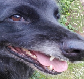 Aggression Hund zieht Lefze hoch  