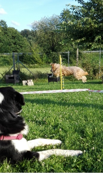 agility mit ablenkungsreiz