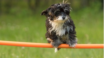 kleiner hund hürde