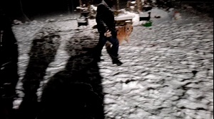 aufmerksamer hund beim longieren