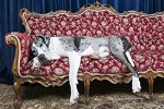 dogge sofa