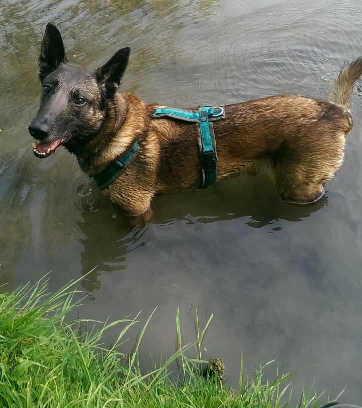 belgischer schäferhund