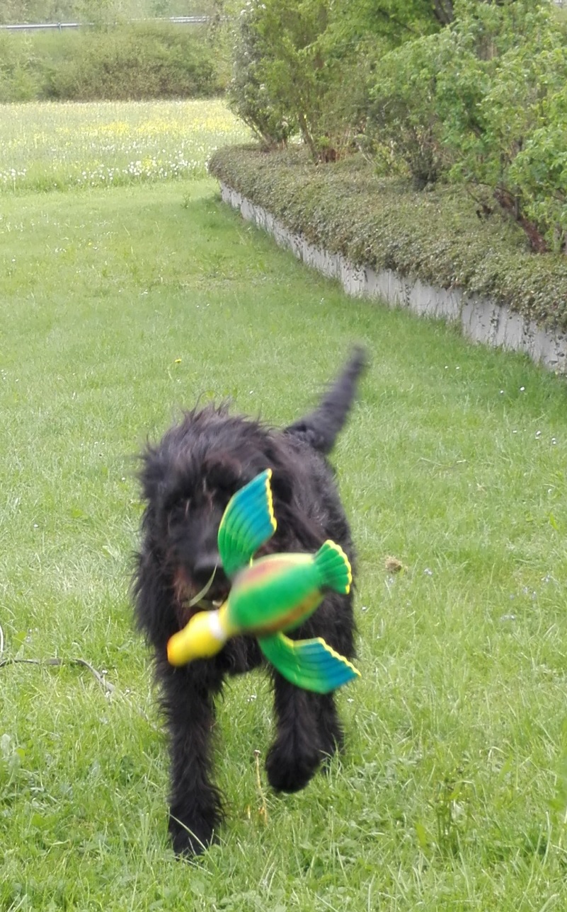 hund apportiert ente