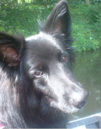 belgischer schäferhund