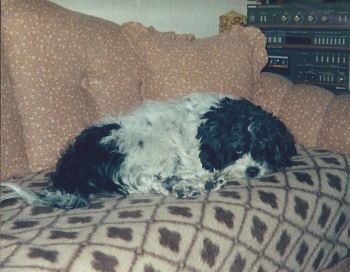 hund sofa