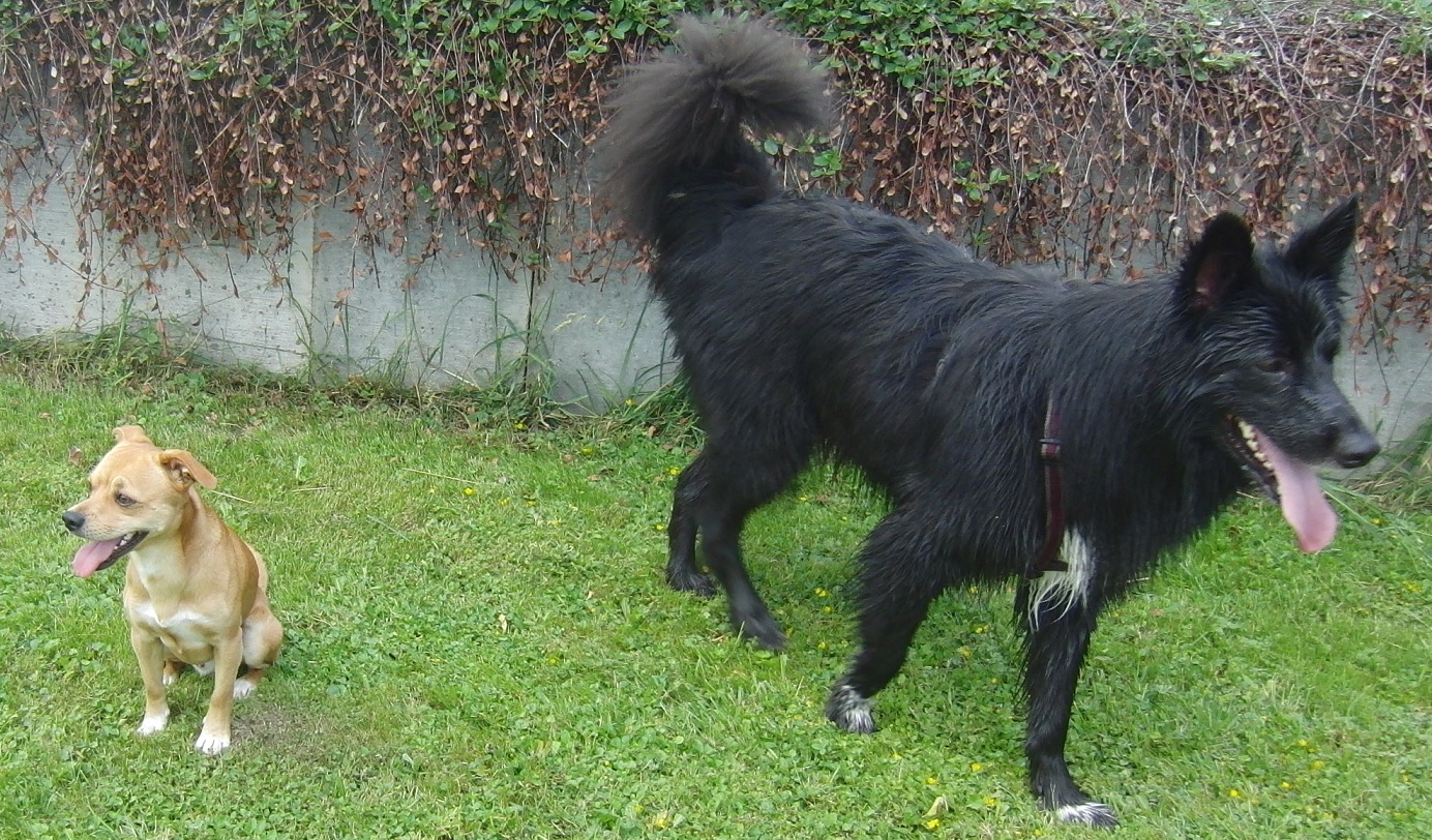 beschwichtigungssignal