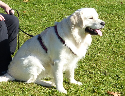 golden retriever in ruhe