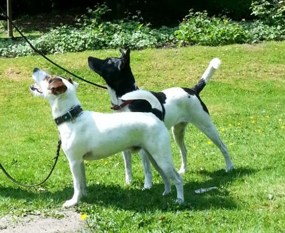 signal schau zwei hunde