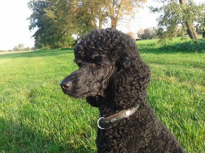 königspudel jagdverhalten