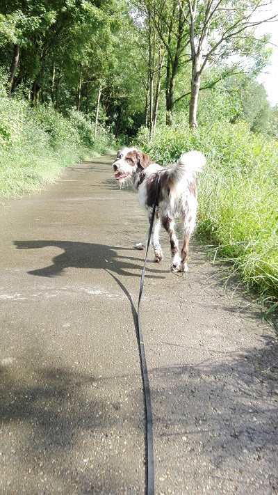 lockere leine jagdhund