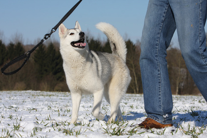 Vademecum Canis - Geh mit mir Hund