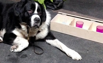 geruchsunterscheidung