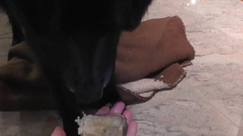 Groenendael - Belgischer Schäferhund  mit Knochen