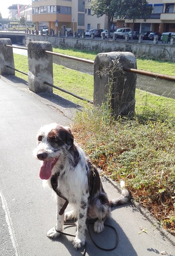 hund in bayreuth beim stadttraining