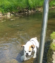 hund stadtpark pegnitz