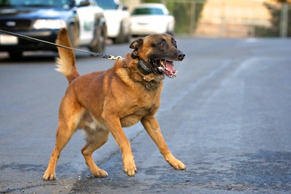 malinois anspringend