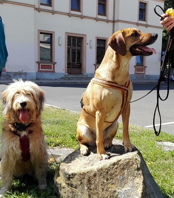 Stadttraining für Hunde am Bahnhof Pegnitz