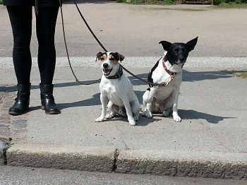 Sicherheit für Hunde durch Stadttraining Pegnitz