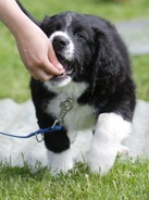 positive verstärkung hund