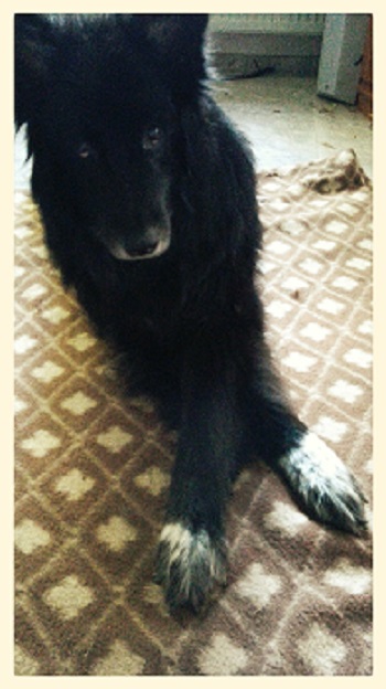 beine verknoten hund