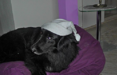 hund mit nachtmütze