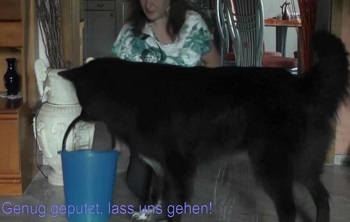 hund putzen