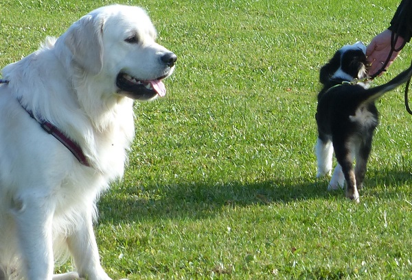 passieren hund kleiner