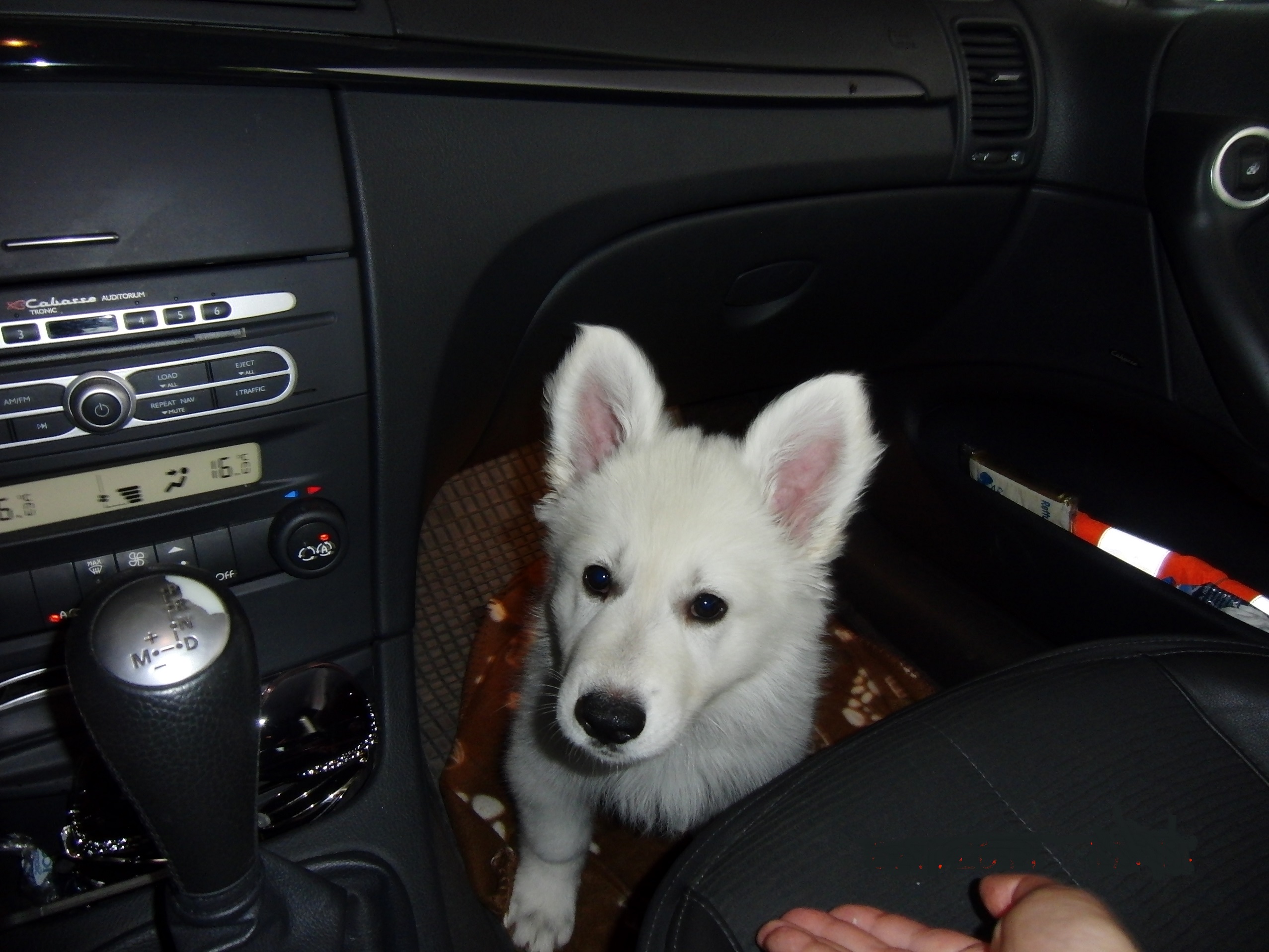 schäferhund autotraining