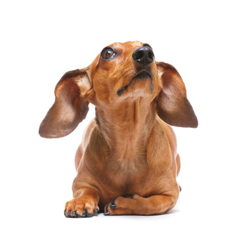 unschuldig schauender hund