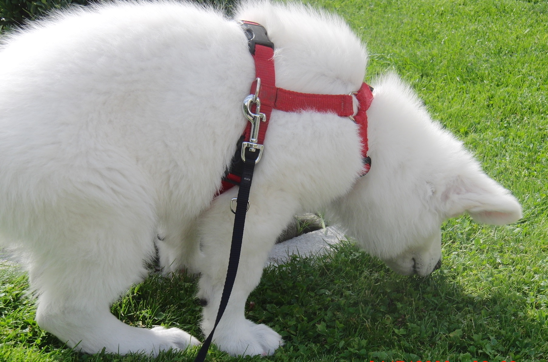 weißer schäferhund schnüffeln