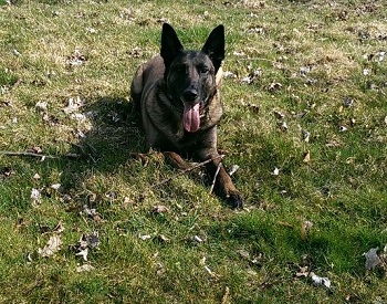 belgischer schäferhund mali