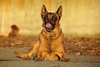 beschwichtigungssignal Hund leckt sich über die Schnauze