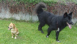 beschwichtigungssignal rücken zuwenden