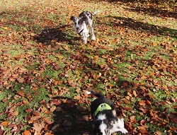 deutsch drahthaar jagt