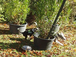 deutsch drahthaar wird gejagt