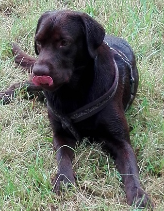 hund leckt über nase