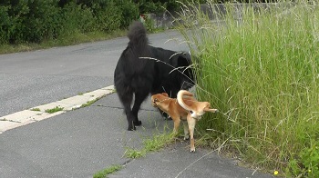 kommunikation unter hunden