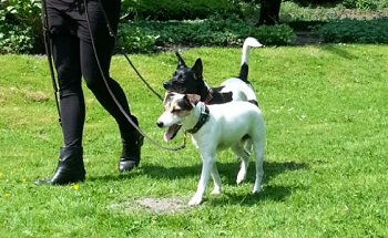 laufen an lockerer leine