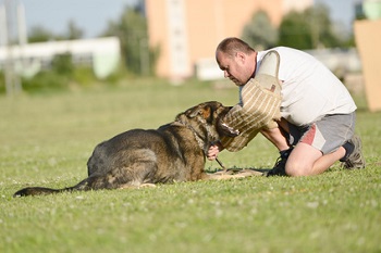 Schutzhundesport Schäferhund mit Beißarm - © Michael Ireland - Fotolia.de