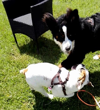 welpen mit spielgesicht